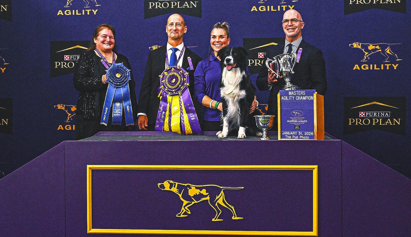 开云登陆口网页版 2026 WKC 开云线上登录：边境牧羊犬Prove-It夺冠掀起全场观众欢呼